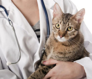 Кошка на руках ветеринара