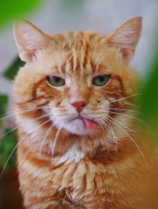 Причины и симптомы высунутого языка у кошек