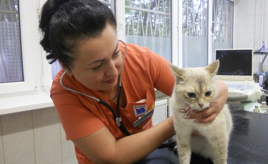 Лечение ларингита у кошек