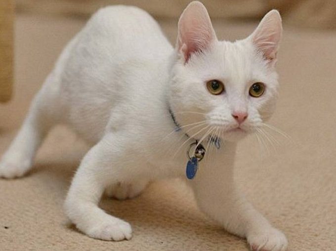 Рахит у котят и кошек: диагностика и лечение - Все о породах кошек с