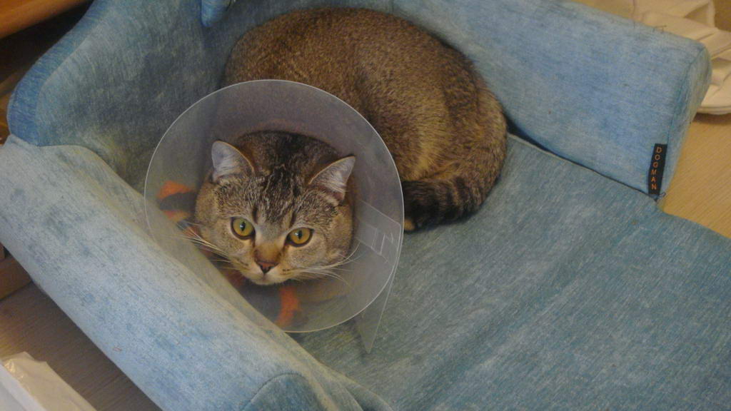 Кот после операции с воротником