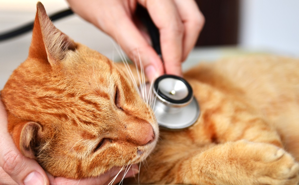 Диагностика лейкемии у кошек