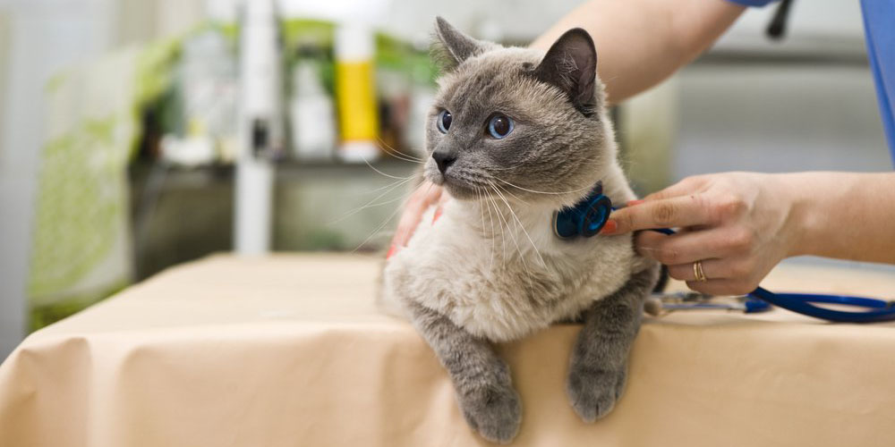 Диагностика иммунодефицит у кошек