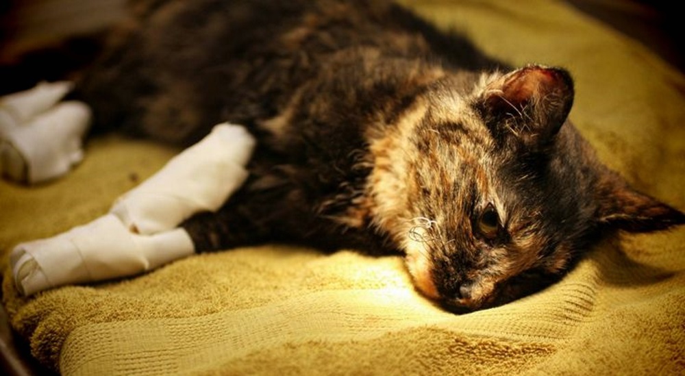 Кошка, страдающая остеомиелитом