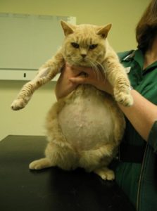 Кот с большим животом