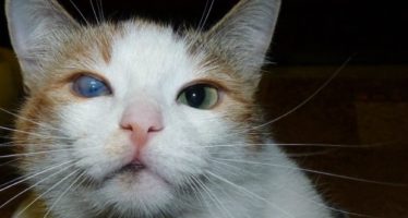 Кот с мутным глазом