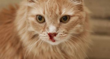 Кровь на носу кошки