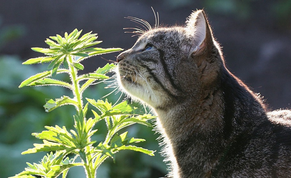 Кот нюхает траву