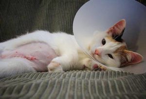 Кошка после операции
