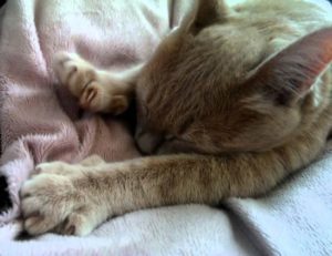 Кошка на одеяле