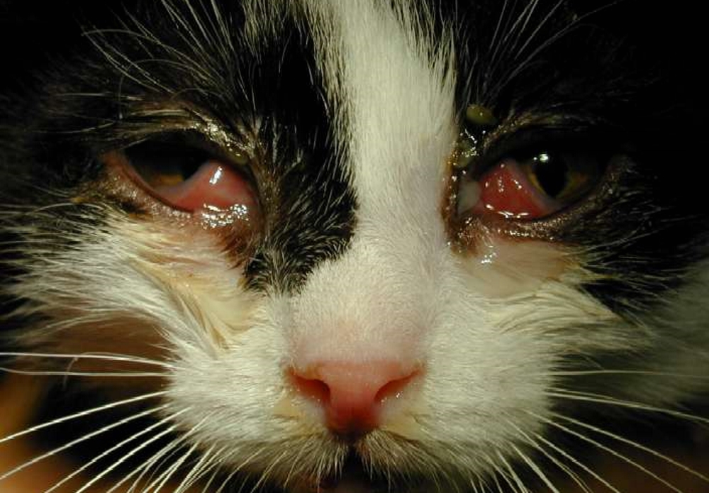 У кошки выделения из глаз