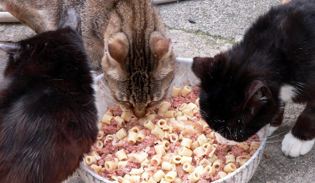 Липидоз печени у кошек