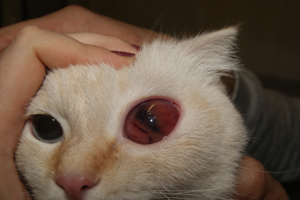 Глаукома у белой кошки