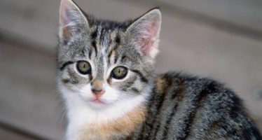 Почему у кошки горячие уши