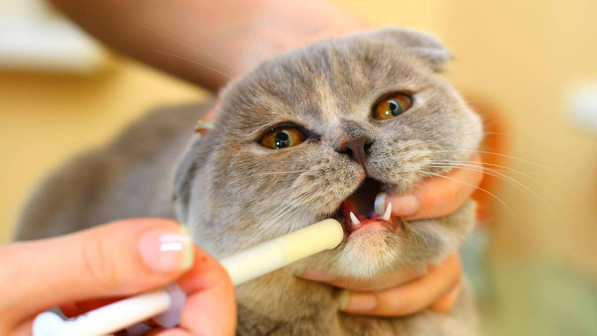 Препараты от глистов для кошек