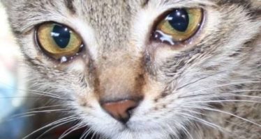 У кошки текут глаза