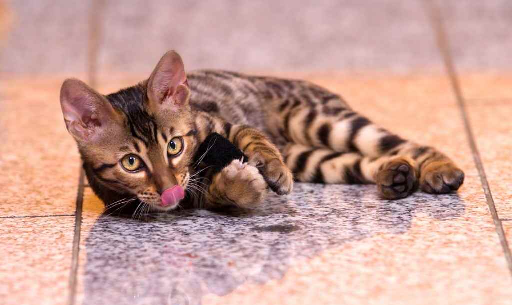 Воспаление параанальных желез у кошек
