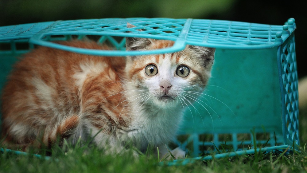 Кошка в корзинке