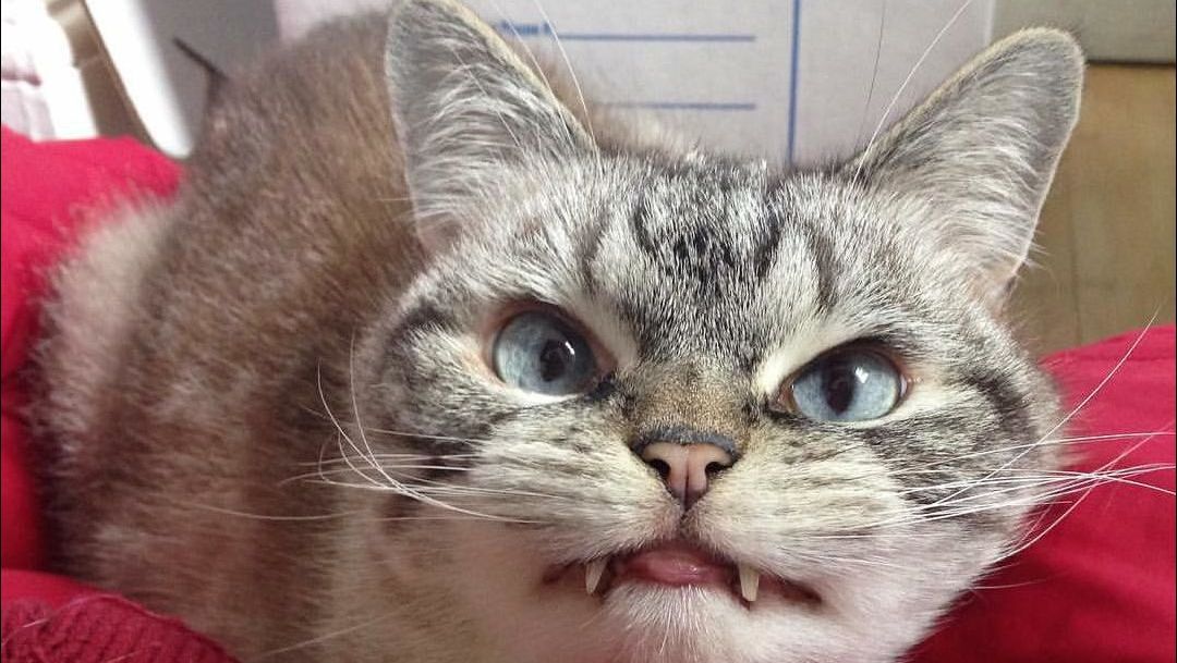 Сколько зубов у кошки