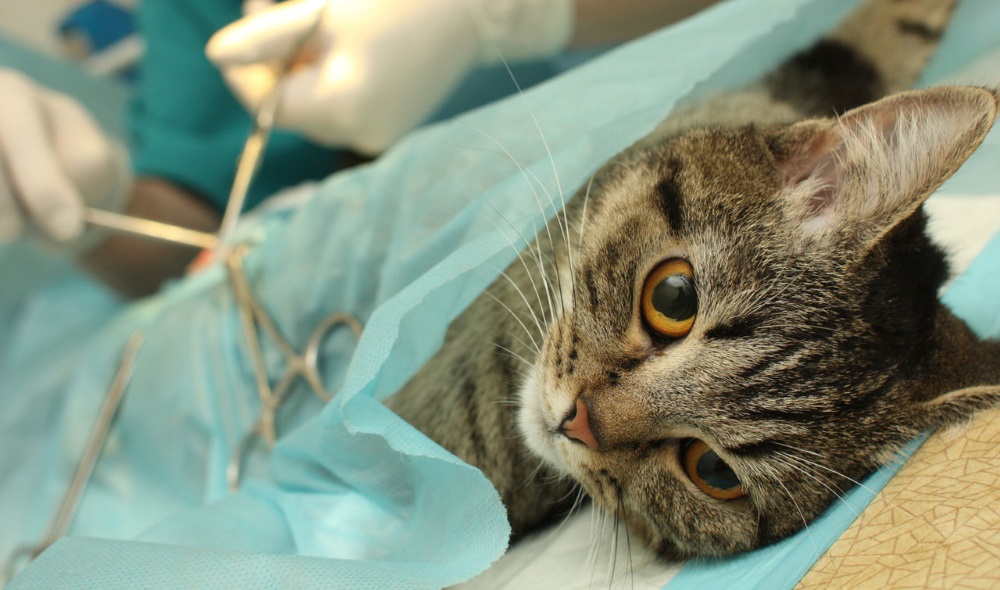Кошка на операции