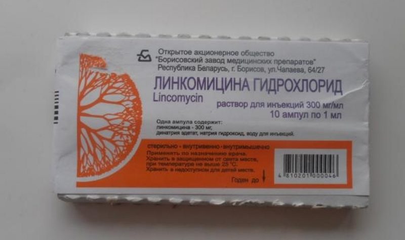 Линкомицин для кошек: показания и противопоказания препарата - Все о