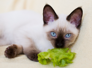 Кошка и лист салата