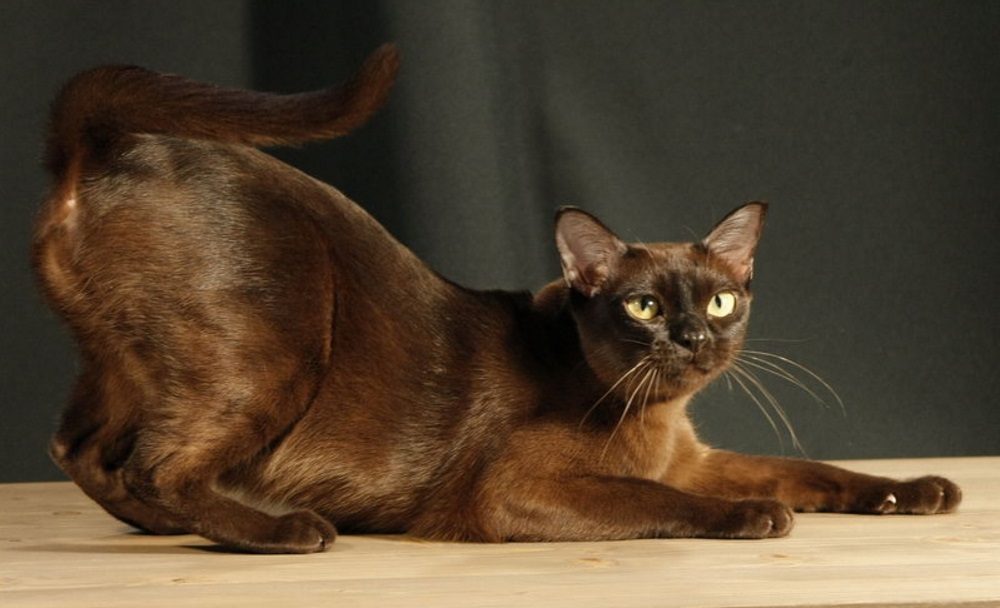 Американская бурманская кошка