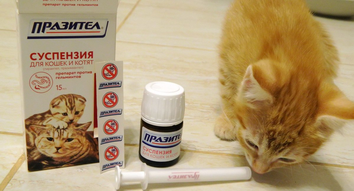 Препараты от глистов для кошек