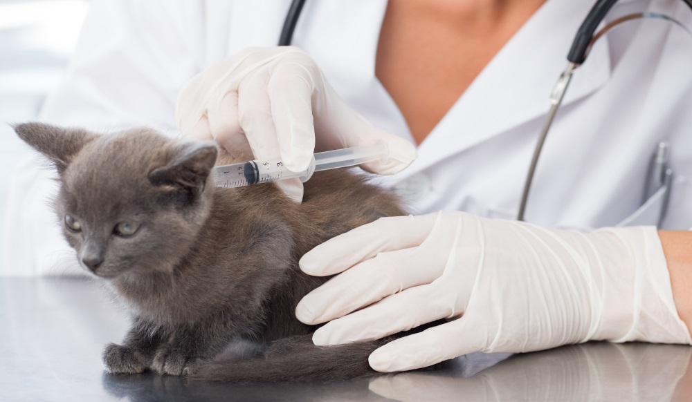 Котенку делают прививку