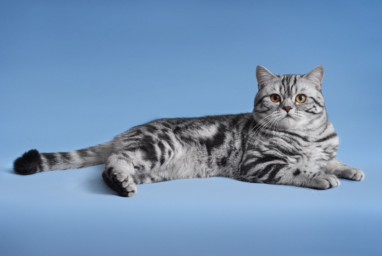 Рассмотрите фотографию кошки породы шотландская прямоухая. Скоттиш-страйт Шотландская прямоухая. Шотландская кошка прямоухая. Шотландская кошка страйт. Шотландская скоттиш страйт кошка.