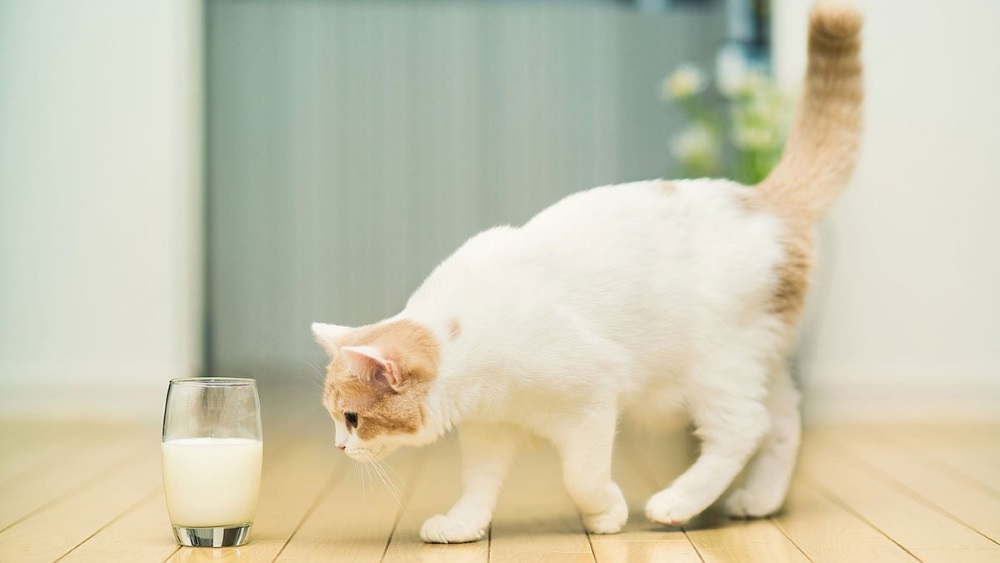 Кошка и молоко