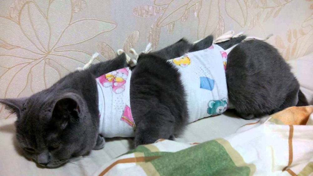 Кошка после стерилизации