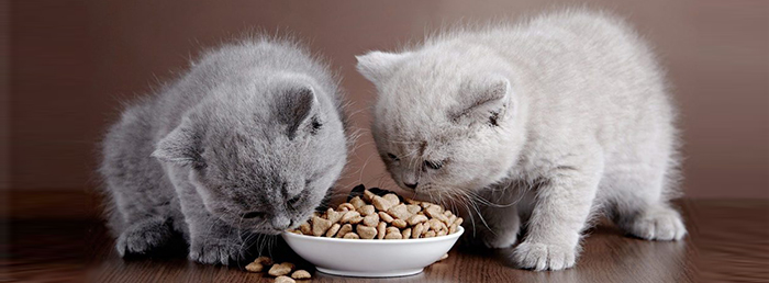 Подушечки для кошек корм
