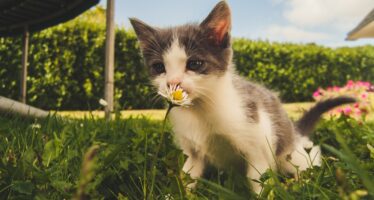 Кот сильно чихает — как исключить коронавирус?